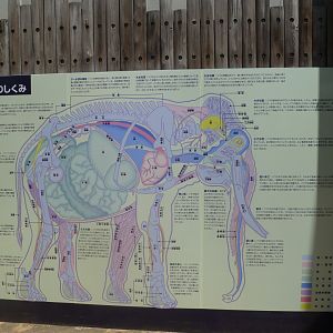 Elephant anatomy July 2016