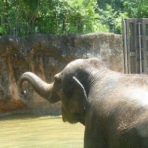 Asian elephant July 2016