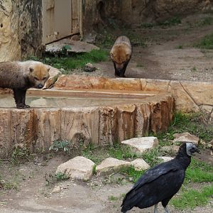 Bush Dog & Wild Vulture