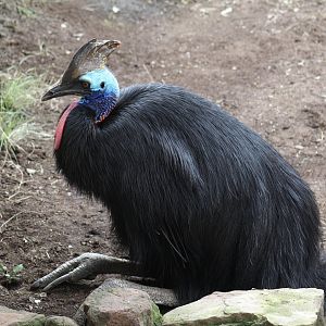 Southern Cassowary