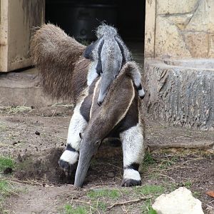 Digging Giant Anteater With Young
