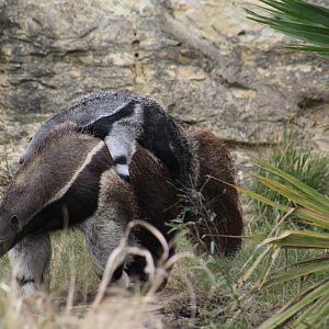 Giant Anteater With Young