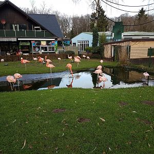 Flamingo-enclosure