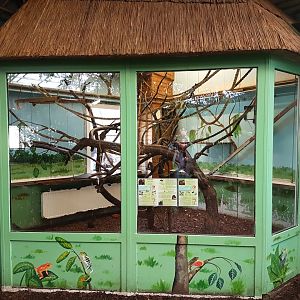 Indoor-enclosure saki and acouchy