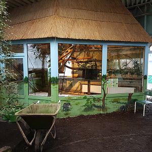 Indoor-enclosure Squirrel monkey