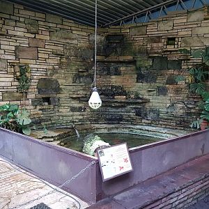 Enclosure Big-headed turtle