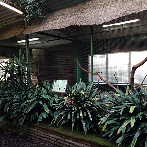 Wreathed hornbill-aviary