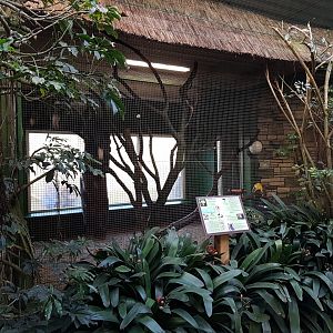 Papua hornbill-aviary