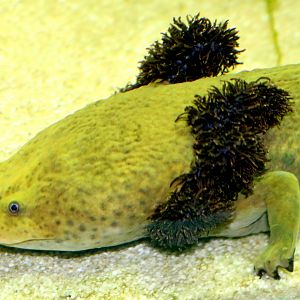 Lake Patzcuaro salamander; London Zoo; 24th February 2018