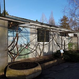 Outdoor-enclosure Squirrel monkey