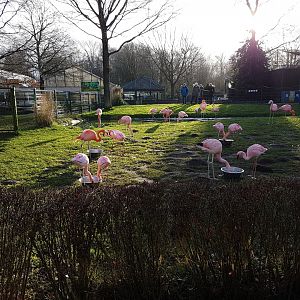 Flamingo-enclosure