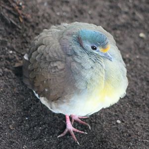Celebes ground-dove