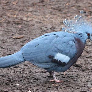 Victoria crowned pigeon