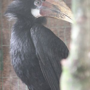 Young Papua hornbill