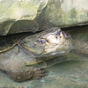 Big-headed turtle