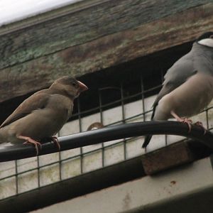 Java sparrows