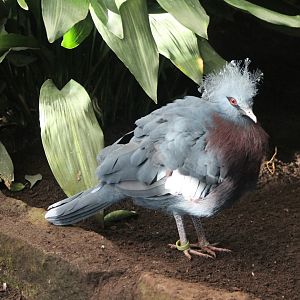 Young Victoria crowned pigeon