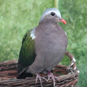 Emerald dove