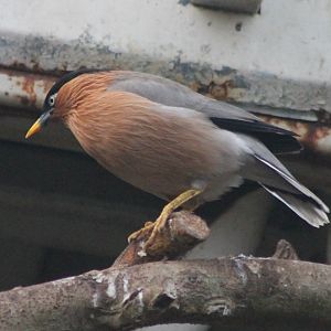 Pagoda starling