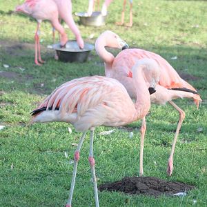 Chilean flamingos