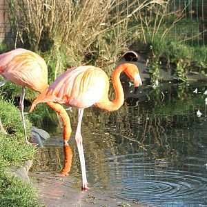 Greater flamingos