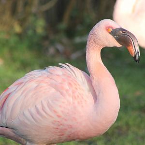 Lesser flamingo