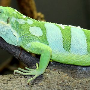 Lau banded iguana; London Zoo; 24th February 2018
