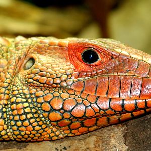 Caiman lizard; London Zoo; 24th February 2018