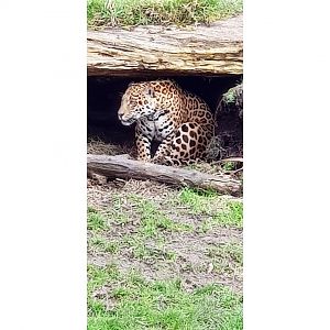 Jaguar enjoying a relax outside under a log/in a den.