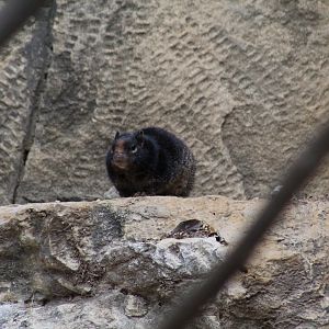 Wild Rock Squirrel