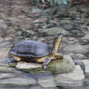 Black Wood Turtle