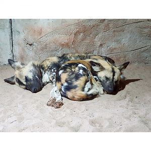 African Hunting Dogs - No sign of the 7 puppies.