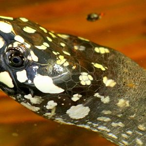 Black-spotted turtle; London Zoo; 24th February 2018
