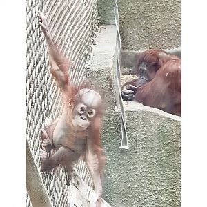 Bornean Orangutans in Realm of the Red Ape