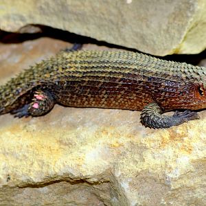 Gidgee skink; London Zoo; 24th February 2018