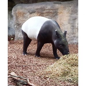 Malayan Tapir