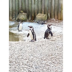 Humboldt Penguins
