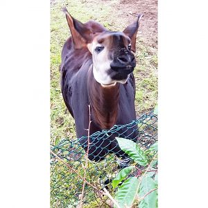 Okapi
