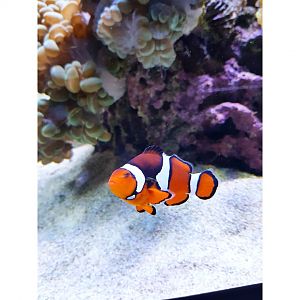 Clownfish