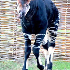 Okapi calf; London Zoo; 24th February 2018