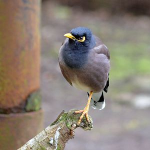 COMMON OR INDIAN MYNA - TROPICAL BIRDLAND 23 02 2018