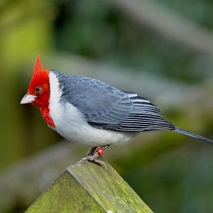 - TROPICAL BIRDLAND 23 02 2018 (1700)