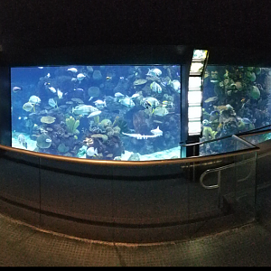 Feb. 2017 - Discovery Reef - Main Tank