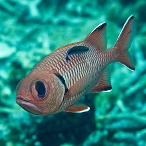 Bigscale Soldierfish being cleaned by Cleaner Wrasse