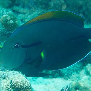 Blackstreak Surgeonfish