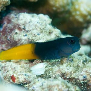 Bicolor Combtooth Blenny