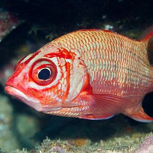 Bluelined Squirrelfish
