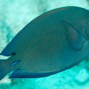 Brown Surgeonfish