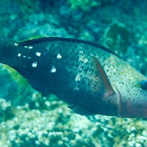 Bullethead Parrotfish (female)