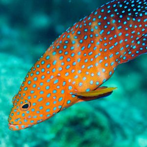 Coral Rockcod